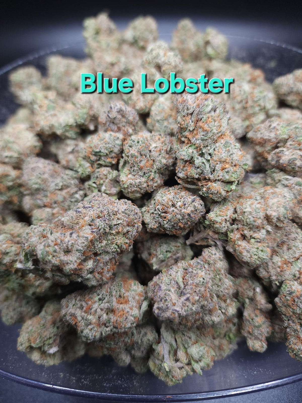 Blue Lobster